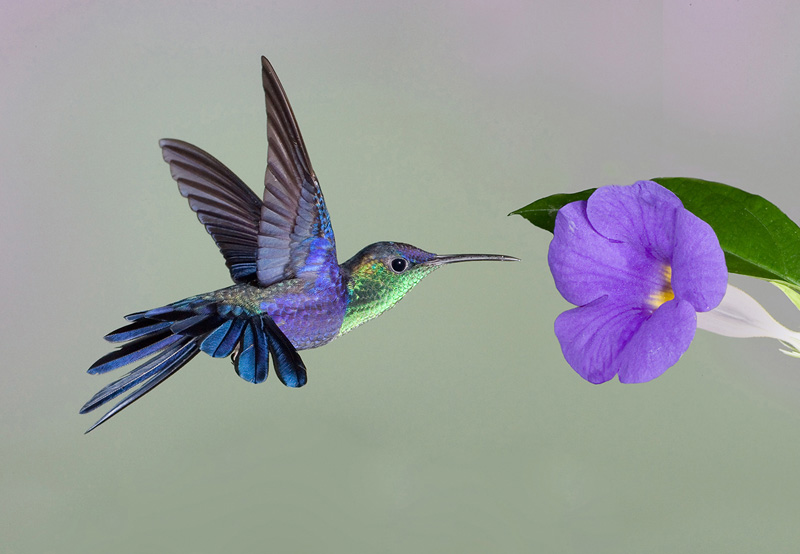 Include Alphabetical Index With Beautiful Violet Flower Hummingbird Password Book 