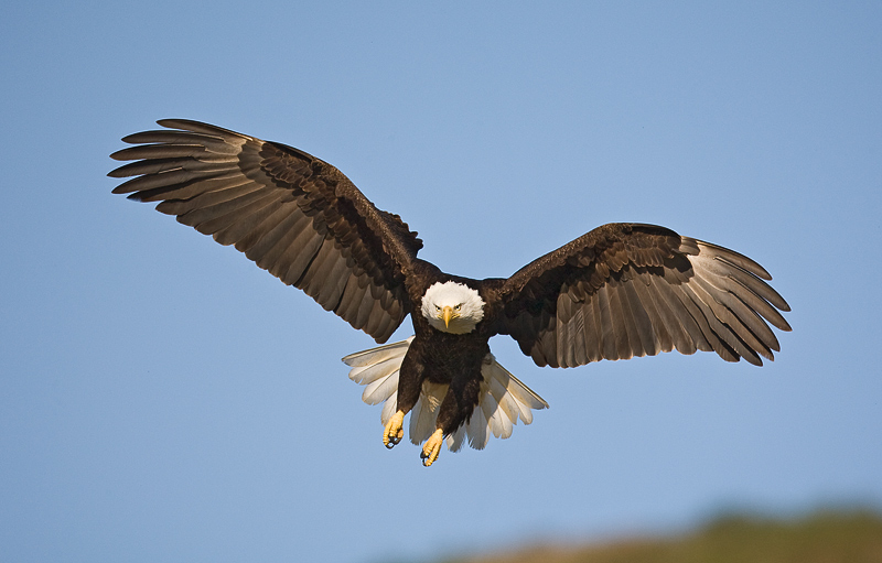 Pictures Of Eagles Flying. Bald Eagle braking to land,