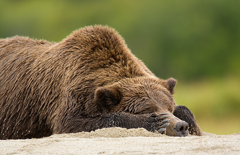 Brown Bears Sleeping