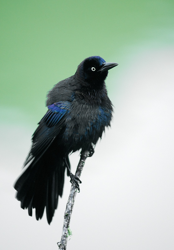 common grackle bird. Common Grackle, Venice Rookery