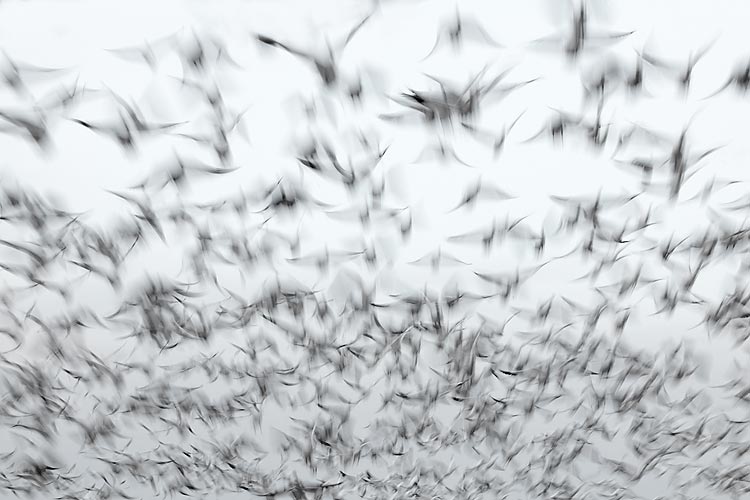 Snow-Geese-takeoff-blur-right-at-you-1-30-sec-_V5W2808--Bosque-Del-Apache-NWR,-San-Antonio,-NM.jpg