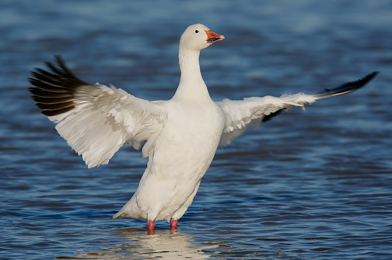 Pictures Of Snow Goose - Free Snow Goose pictures 