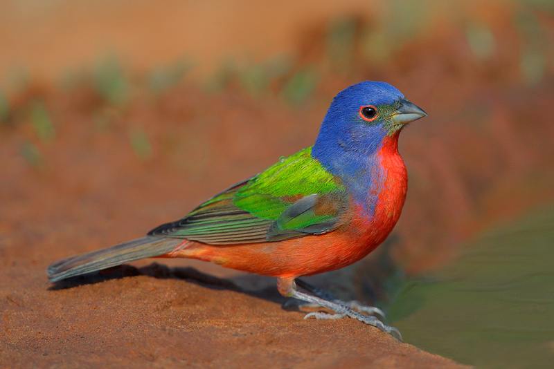 birds as art bulletin 289 171 birds as art com birds as art bulletin 289 171 birds as art com