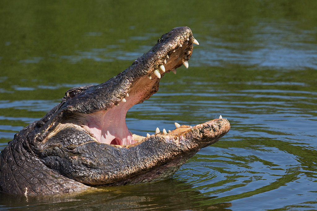 Bird Yawning