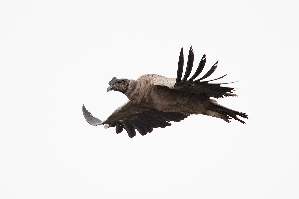andean-condor-juvenile-in-flight-_y7o9516-torres-del-paine-national-park-chile