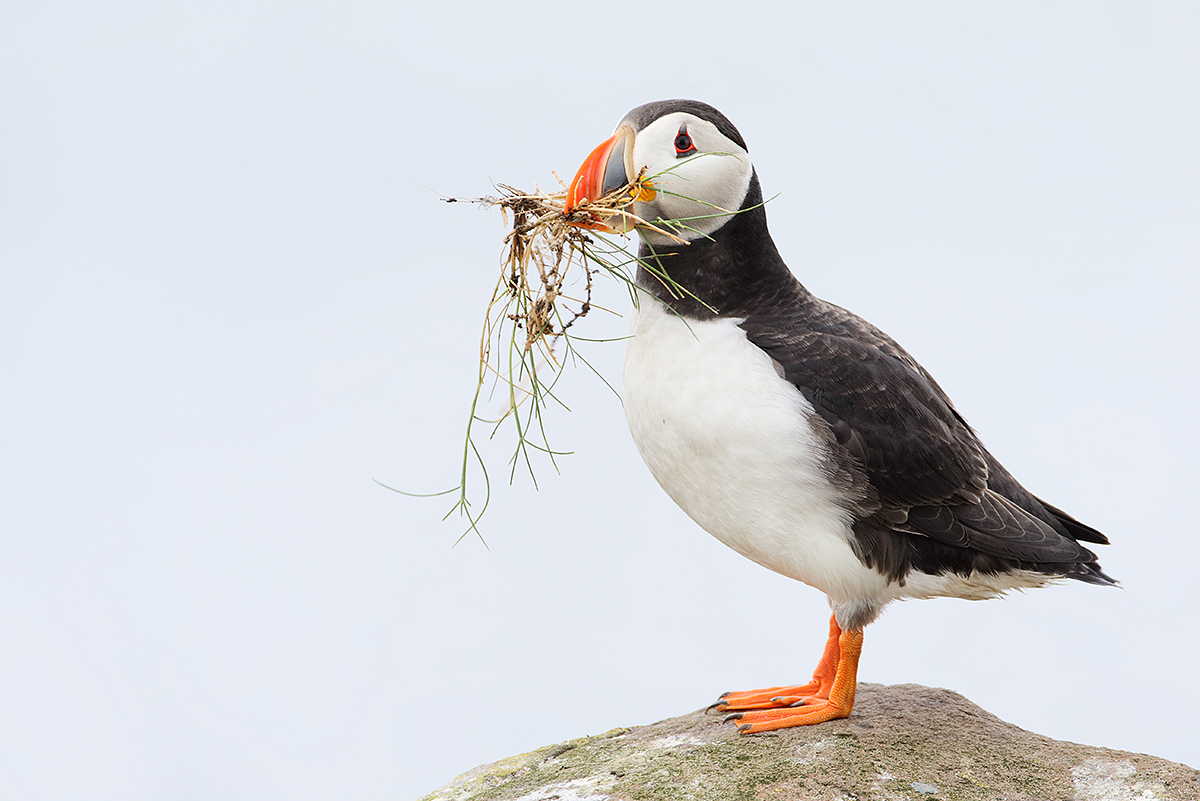 atlantic-puffin-w-nesting-material-_y5o7109-islands-off-seahouses-uk