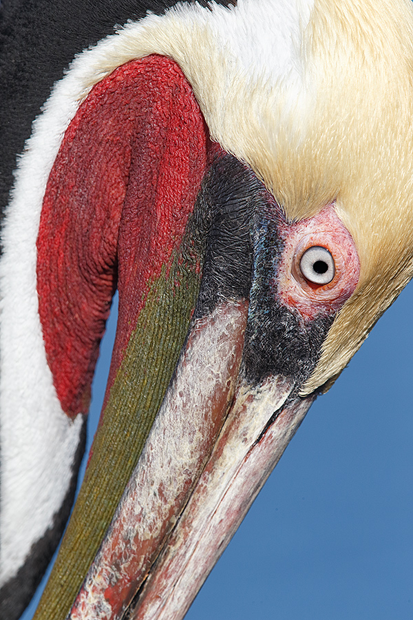 brown-pelican-tight-face-close-up-_y5o1433-lajolla-ca