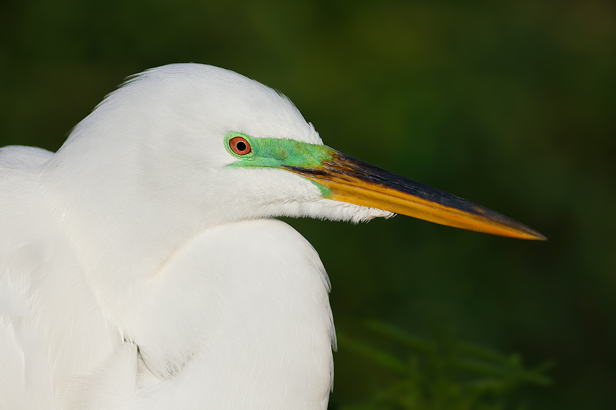 great-egret-breeding-plumage-_a1c9492-gatorland-kissimmee-fl