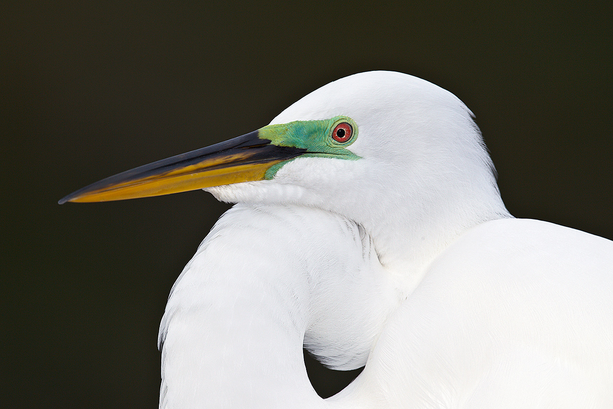 great-egret-head-prime-breeding-plumage-_w3c9279-gatorland-kissimmee-fl