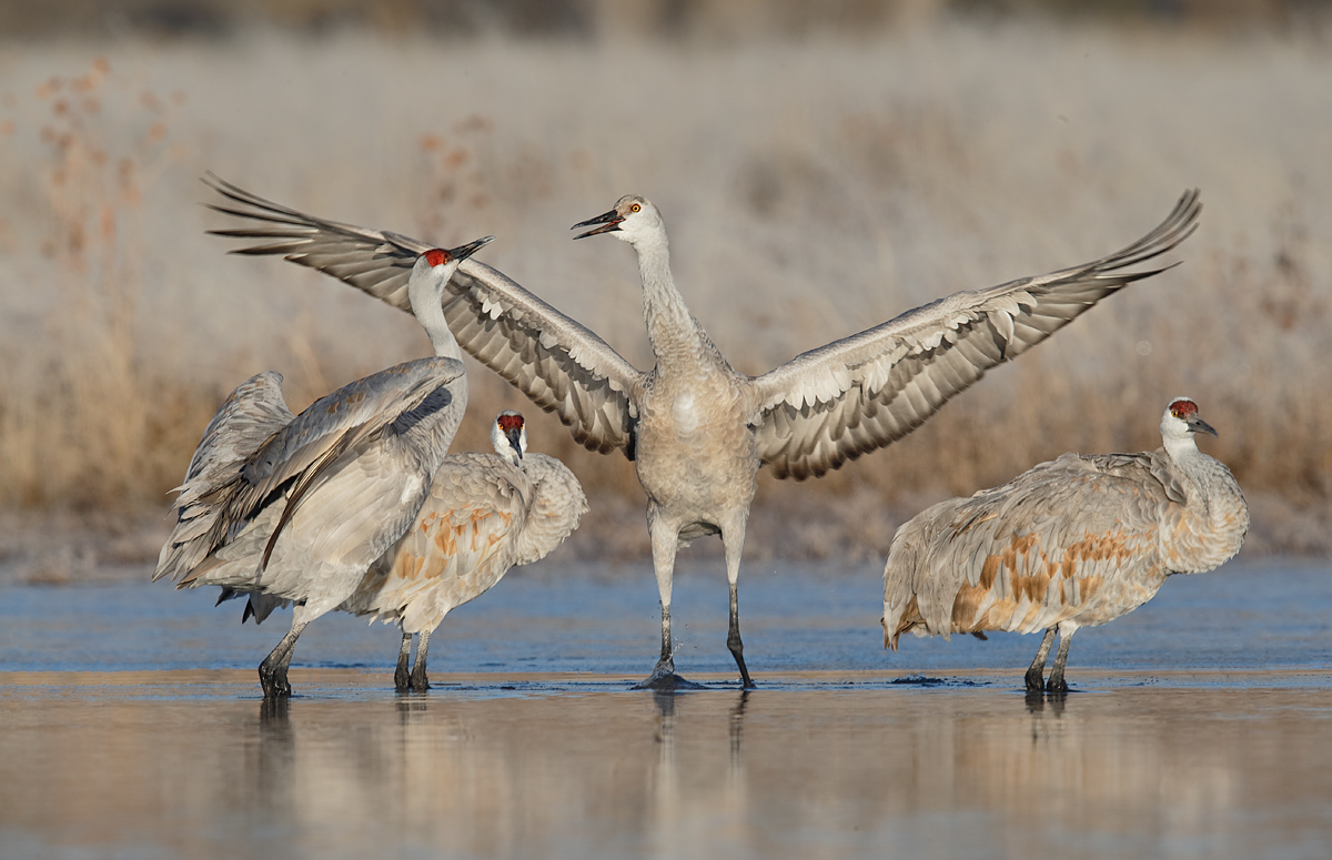 sandhill-cranes-juvenile-squabbling-w-adult-_y5o9298-bosque-del-apache-nwr-san-antonio-nm