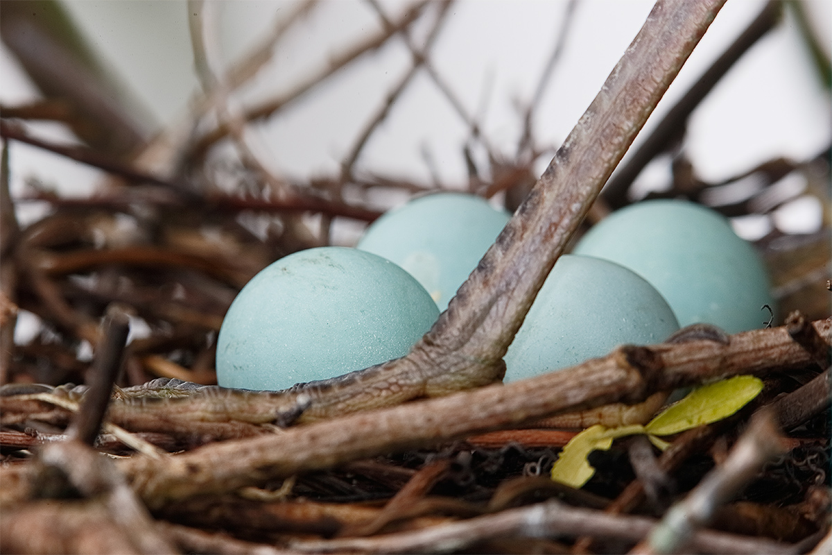 tricolored-heron-nest-w-4-eggs-_y7o2404-gatorland-kissimmee-fl
