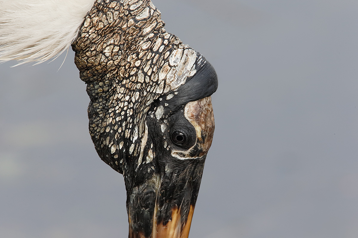 wood-stork-head-detail-_y7o0673-anhinga-trail-everglades-national-park-fl