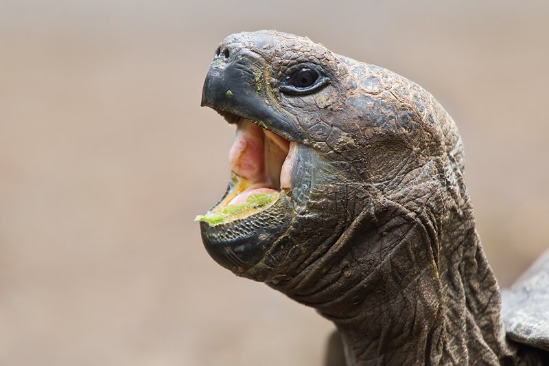 galapagos-tortoise-20-years-old-yawning-_y9c8902-floreana-galapagos_0