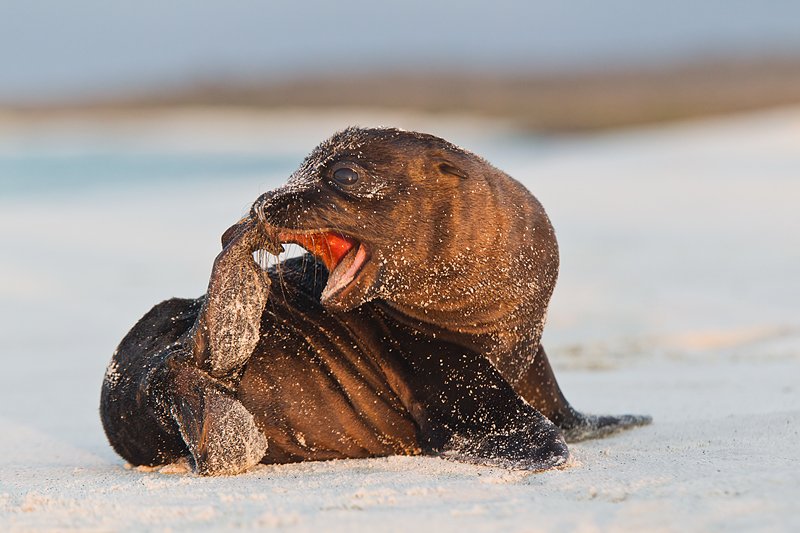 galapagos-sea-lion-pup-biting-rear-flipper-_y9c9692-gardner-bay-hood-island-galapagos