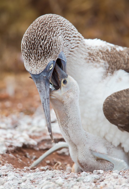 blue-footed-booby-feeding-chick-_w3c9417-north-seymour-island-galapagos