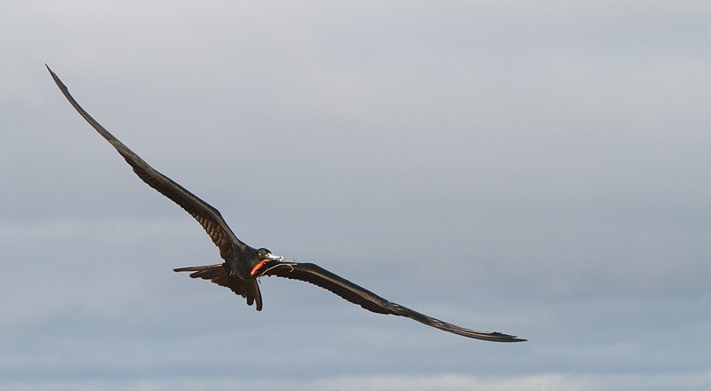 frigatebird-species-male-in-flight-_mg_5469-north-seymour-island-galapagos