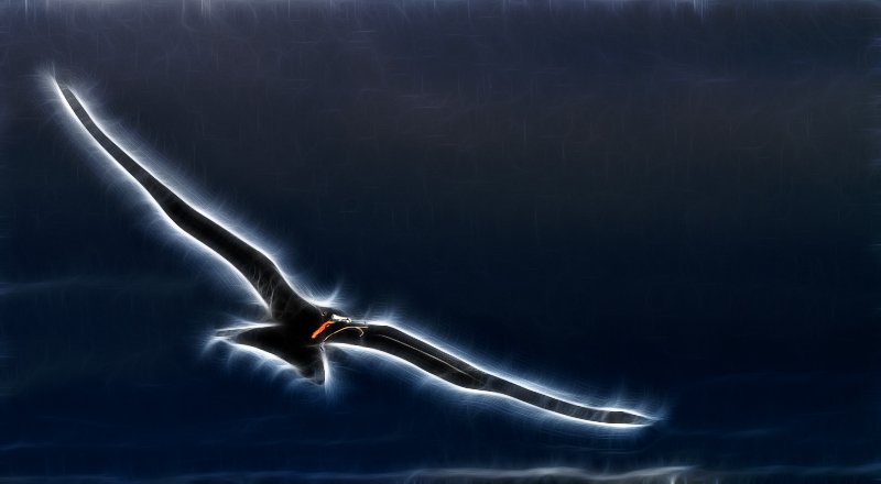 frigatebird-fract-species-male-in-flight-_mg_5469-north-seymour-island-galapagos