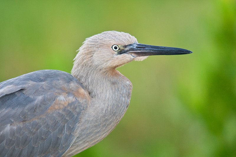 Birds In Florida