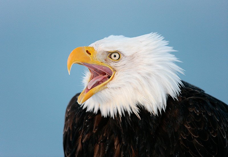 Silly Eagle