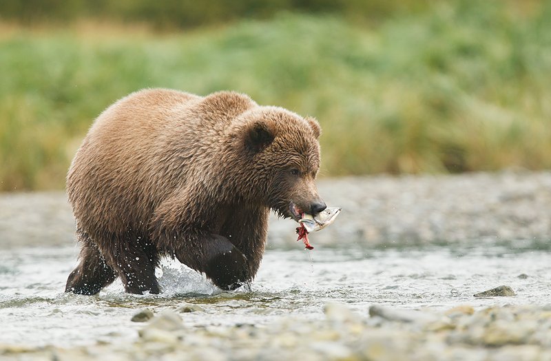 bear pace 400 computer manual