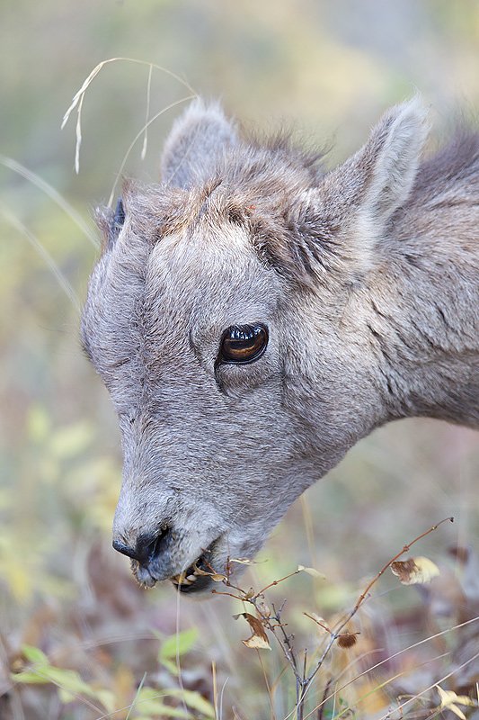 bighorn sheep lamb