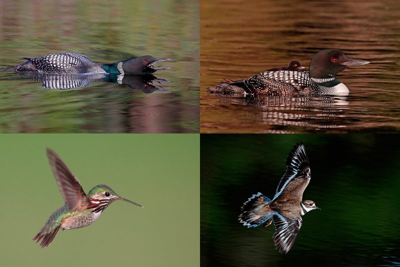 common loon range. Calling Common Loon, Loon