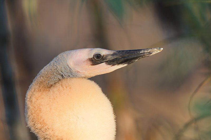 anhinga-chick-800-w-1-4-tc-_w3c9471-anhinga-trail-everglades-national-park-fl