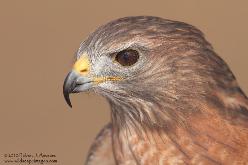 red-shoulderedhawk_pierce_full_mg_8460_arc-apopka_7d_12-11-10_bpn