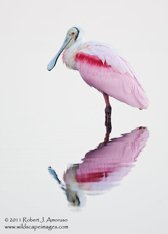 roseatespoonbill_inwater_reflection_whitewater_crop1_k2b8677_minwr-egatorcreek_eos-1d-mark-iii_01-30-11_bpn