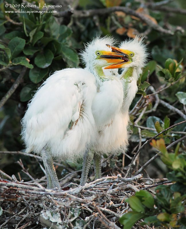 greategret_chicks_crop1_mg_8146_saaf_05-08-09_bpn