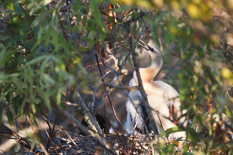 anghinga-flopped-chick-in-cluttered-nest-_y9c6797-anhinga-trail-everglades-national-park-fl