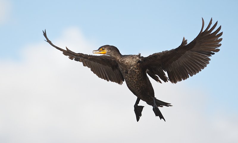 double-crested-cormorant-flight-_y9c6824-anhinga-trail-everglades-national-park-fl