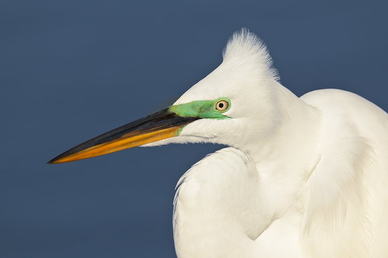 great-egret-greener-lores-mega-breeding-plumage-head-portrait-_w3c0302-venice-rookery-south-venice-fl-copy