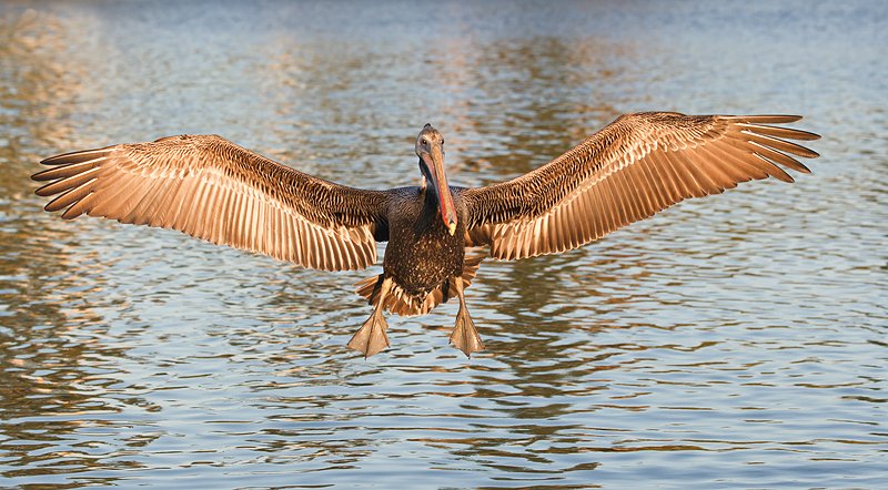 brown-pelican-sub-adult-landing-with-wings-spread-_y9c1430-placida-fl