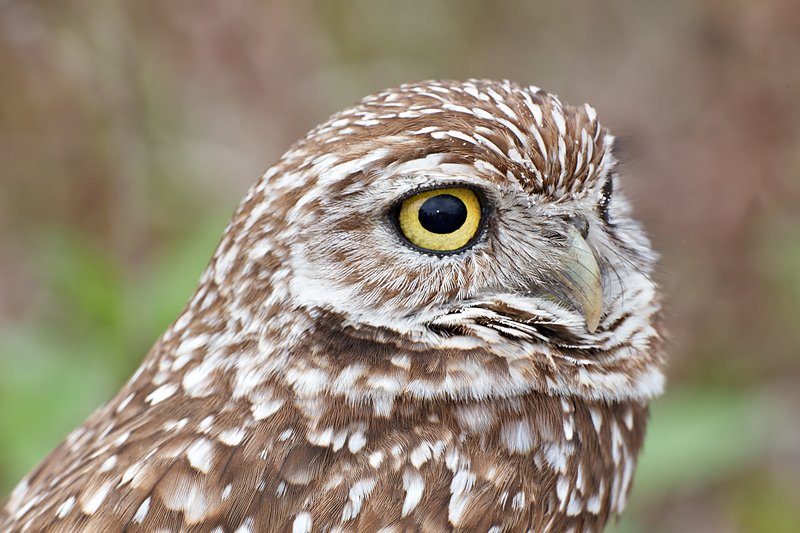 burrowing-owl-tight-head-portrait-sweet-bkgr-_w3c9062-cape-coral-fl