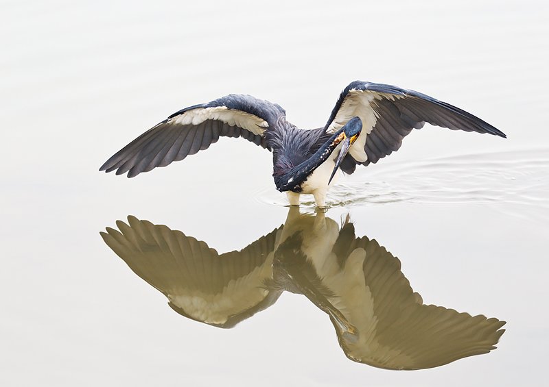 tricolored-heron-fishing-_y9c0647-little-estero-lagoon-fort-myers-beach-fl