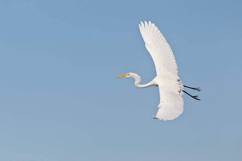 great-egret-turning-in-flight-_y9c1594-little-estero-lagoon-fort-myers-beach-fl