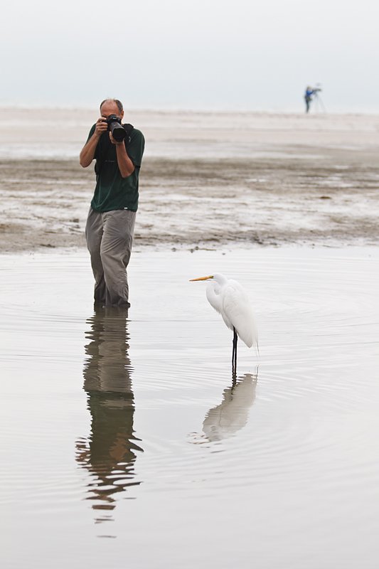 mark-hardymon-with-great-egret-wayne-in-the-bkgr-_y9c0678-little-estero-lagoon-fort-myers-beach-fl