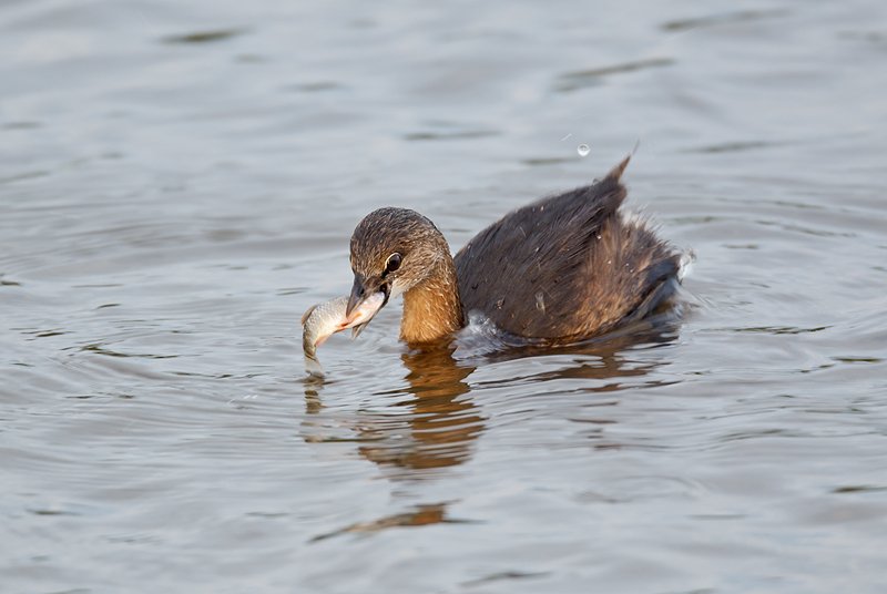 pied-billed-grebe-with-fish-_w3c9277-ding-darling-nwr-sanibel-fl