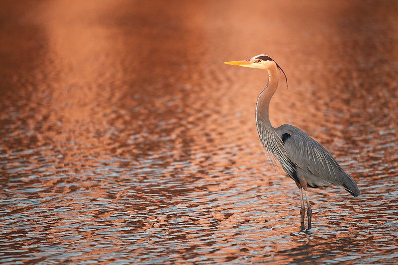 great-blue-heron-in-condo-reflections-_y9c0891-little-estero-lagoon-fort-myers-beach-fl