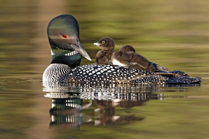 common loon in flight. common-loon-and-chicks-june-