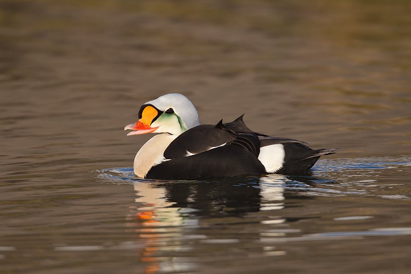 king-eider-drake-w-bill-open-_y9c1442-svalbard-norway