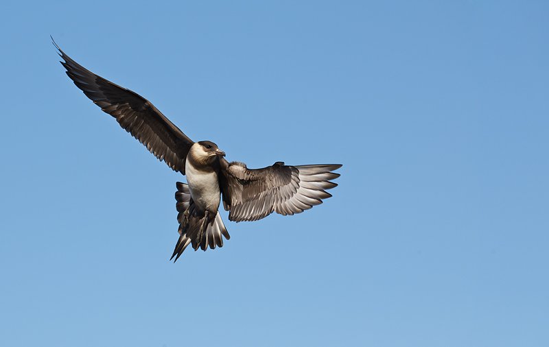 parasitic-jaeger-wheeling-in-flight-_w3c6108-svalbard-norway