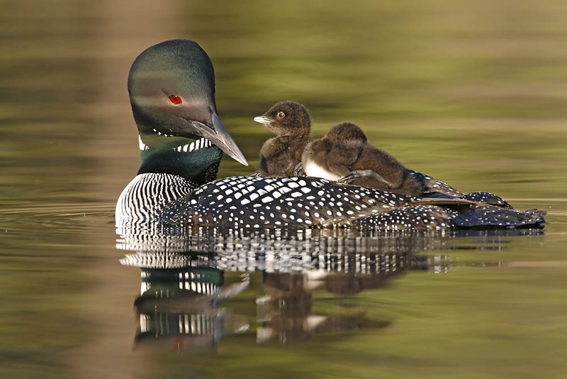 common loon in flight. Common Loon with Chicks,