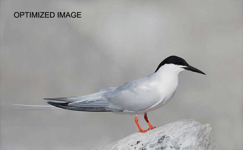 anim-gif-this-one-Roseate-Tern-optimized-_A1C6968-Great-Gull-Island-Project-New-York.gif