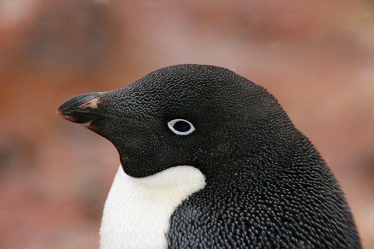 Pictures Of Adelie Penguin - Free Adelie Penguin pictures 