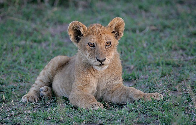African Lion, cute cub resting
