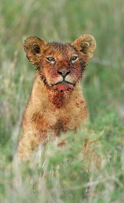 african lion face. African Lion, blood-soaked cub
