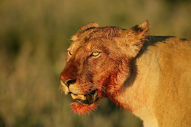 african lion pride. African Lion with bloody face,