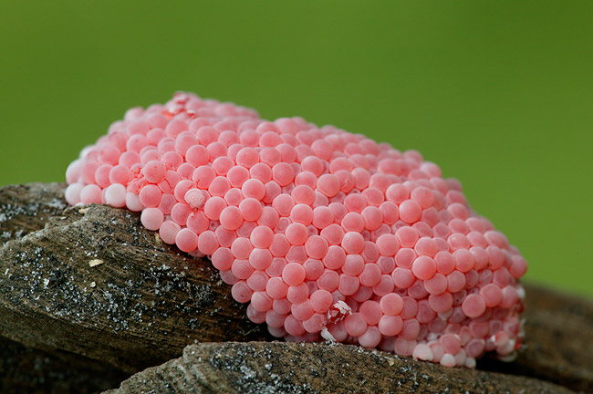 http://www.birdsasart.com/rootjpegs/Apple-Snail-eggs-279T8418-Lake-Marian,--FL.jpg